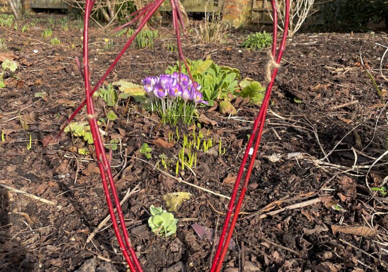 Crcous famed by a heart made by a student during a garden workshop