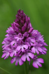 Photo of the pyramidal orchid Anacamptis pyramidalis 