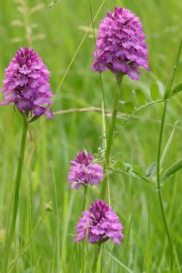 Photo of a collection of pyramidal orchids Anacamptis pyramidalis 
