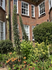 Two of the Echiums planted in MGA.