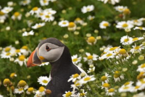 "Skomer Island Puffin" by Anna Xiong A puffin peeps out from a patch of oxeye daisies on Skomer Island, Pembrokeshire. Puffins visit Skomer in their thousands every year.