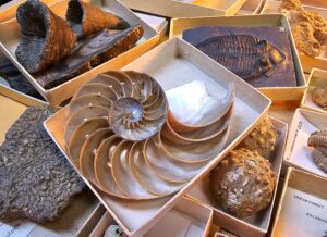 Collection of some of the invertebrate specimens studied. Credit: Charlie Rex.