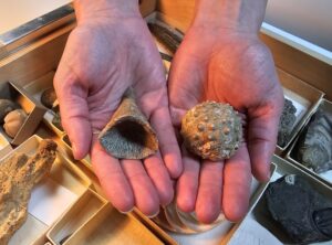 Collection of some of the invertebrate specimens studied. Credit: Charlie Rex.